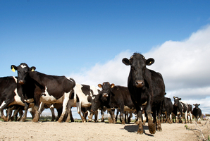 Crafar farm cows. Photo / Christine Cornege
