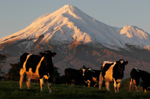 High milk prices have been a great boom to New Zealand, but assuming they will stay elevated could be a dangerous case of herd mentality. Photo / Christine Cornege