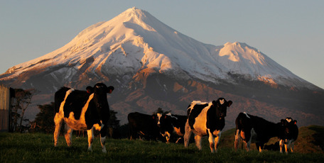 High milk prices have been a great boom to New Zealand, but assuming they will stay elevated could be a dangerous case of herd mentality. Photo / Christine Cornege
