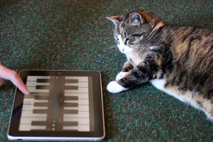 What started as a joke became reality when iPad apps for animals took off. Photo / Janna Dixon