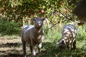 Choosing the right fruit trees for your yard and positioning them well is key to the success of a small orchard. Picture / APN