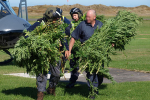 Officers carrying some of the cannabis plants located in a recent aerial cannabis operation in Wanganui. Photo / Supplied