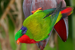 A kura or rimatara lorikeet sits on a banana flower in its new home of Atiu in the Cook islands. Photo / Peter Odekerken