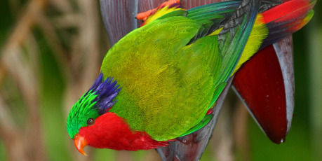 A kura or rimatara lorikeet sits on a banana flower in its new home of Atiu in the Cook islands. Photo / Peter Odekerken