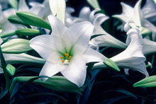 Easter lilies could kill your cat. Photo / Thinkstock