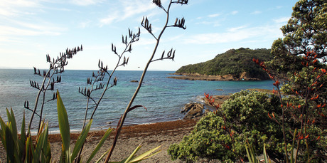 Leigh's harbourside native bush is a refuge to native birds. Photo / Janna Dixon