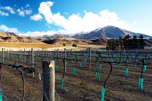 The upside of Central Otago: stunning views and soils delivering mineral richness. Downside: frost can be a problem, along with fierce winds racing between mountains and valleys. Photo / Thinkstock