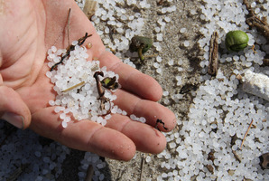 Plastic resin pellets (also known as nurdles or 'mermaids tears') have been washing up on east coast beaches. Photo / Maritime New Zealand