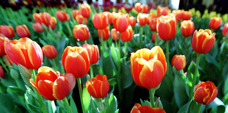 Tesselaar tulips. Photo / New Zealand Herald