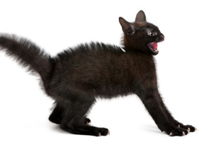 Adopt me - or else! Photo / Thinkstock