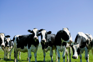 Photo / Thinkstock
