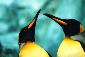 Photo / Thinkstock