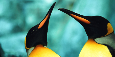 Photo / Thinkstock