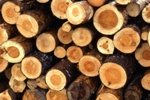 Wood pulp could be processed into fuel ethanol, which has been used for high performance cars including V8 racers. Photo / Thinkstock