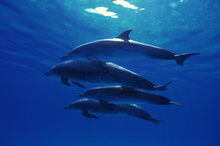 http://media.nzherald.co.nz/webcontent/image/jpg/201215/78432945_220x147.jpg