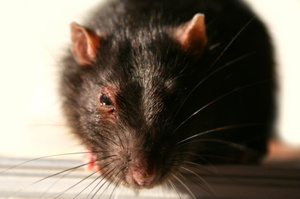A Massey University researcher has a novel pest eradication suggestion, backed up by research: use rats to catch rats on conservation land. Photo / Thinkstock
