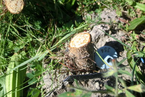 375 genetically modified radiata pine trees at a research site have been destroyed by vandals. Photo / APNZ