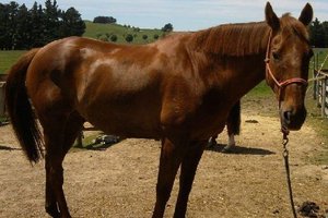 Red the horse has been reunited with his owner.