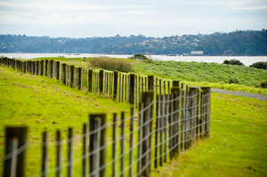 Meola Reef Reserve has an off-leash area for excitable pups. Photo / Jason Dorday