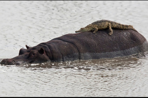 A baby crocodile mistook a giant hippo for a rock and lay across it to rest in the sun. Photo / PICTURE MEDIA