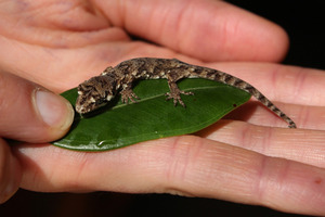 Wellington Zoo's newest addition. Photo / Supplied