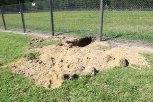 The protesters dug under an electric fence protecting the GM trees. Photo / Supplied