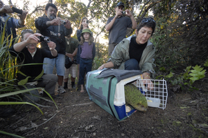Hillary McGregor releases a kakapo. Photo / Deidre Vercoe