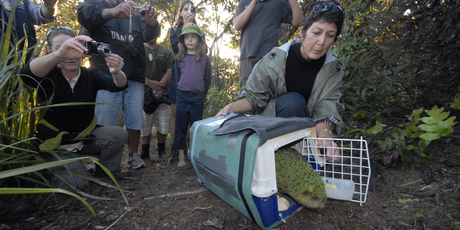 Hillary McGregor releases a kakapo. Photo / Deidre Vercoe
