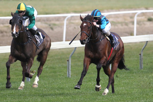 Desert Lad (right) and Generous Type are trifecta chances with Credit Crunch in the second race at Rotorua today. Photo / APN
