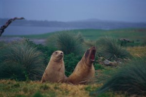 Climate change, industrial fishing and pests have heavily reduced the numbers of various species on our subantarctic islands. Photo / Supplied