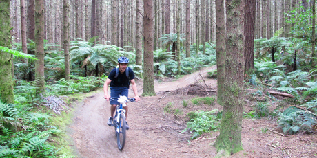 Alex Robertson cycles through the Redwood Forests with Mountain Bike Rotorua. Photo / Jaqui Robertson