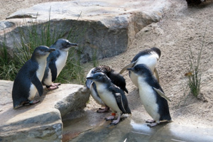 Penguins with special needs have been stolen from a care centre in Australia. Photo / Thinkstock