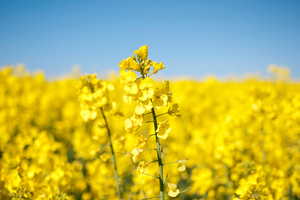 Photo / Thinkstock