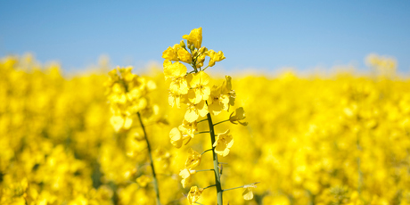 Photo / Thinkstock
