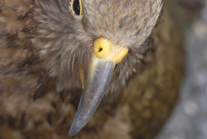 The baby kea who is in the running for the title of 'The Ugliest Bird in the World', will eventually grow into the more attractive type of kea seen in New Zealand's wild. Photo / Thinkstock