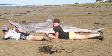 The 3.15m shark was 'too heavy to turn over'. Photo / Supplied
