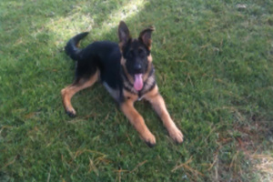 Titan has been reunited with his owner. Photo / Supplied