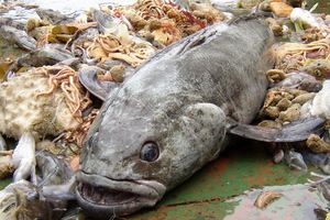 A 75kg Antarctic Toothfish (Dissostichus mawsoni) caught in the Ross Sea. Photo / RossSea