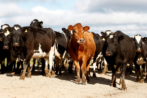 This will send a clear signal to China that its companies are welcome to invest here.The planned purchase of the Crafar farms by a Chinese firm has had more support this time round. Photo / Christine Cornege