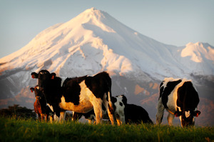 A price drop for NZ farmers was expected after milk from Europe and the US bumped up world supply. Photo / Christine Cornege