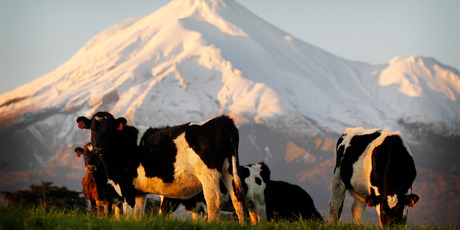 Fonterra has cut the forecast payout to its dairy farmer owners by 30c to a range of $6.45 to $6.55 per kg of milksolids. Photo / Christine Cornege