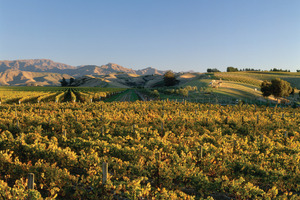 The pre-April sun in Marlborough may cut grape yields by a quarter. Photo / Supplied