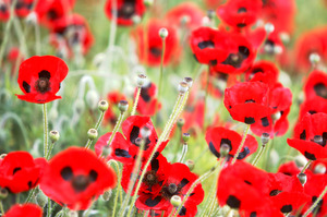 Poppy seed is incredibly small and potent and once you have it in the garden it will become one of your most reliable spring flowers. Photo / Northern Advocate