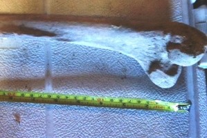 A photo of the bone police are analysing. Photo / NZ Police