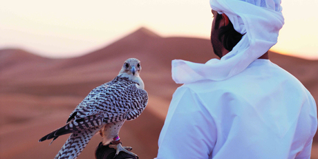 A falcon in the Abu Dhabi desert. Photo / Abu Dhabi Tourism