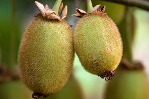 Northland is now the only major kiwifruit growing area free of the disease. File Photo / NZ Herald