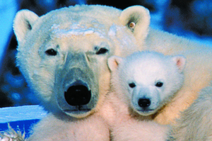 It's magnificent to see polar bears unafraid, at home in their world. Photo / Tourism Manitoba