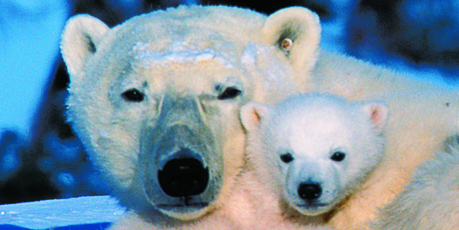 It's magnificent to see polar bears unafraid, at home in their world. Photo / Tourism Manitoba