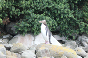 A hoiho on the shoreline. Photo / Jill Worrall
