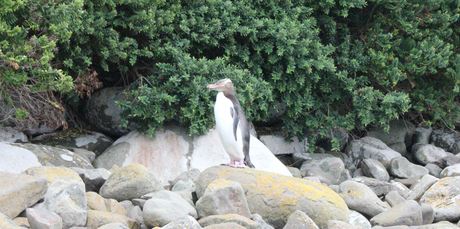 A hoiho on the shoreline. Photo / Jill Worrall